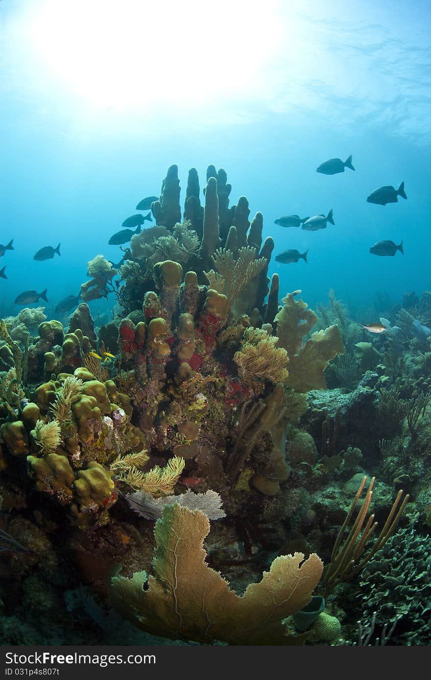 Underwater off the coast of Roatan Honduras, Coral gardens