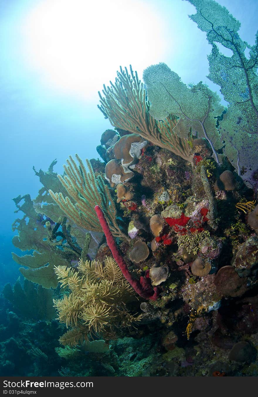 Off the coast of Roatan Honduras underwater coral reefs are bathed in sun. Off the coast of Roatan Honduras underwater coral reefs are bathed in sun