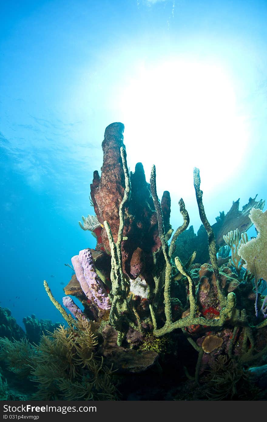 Off the coast of Roatan Honduras underwater coral reefs are bathed in sun. Off the coast of Roatan Honduras underwater coral reefs are bathed in sun