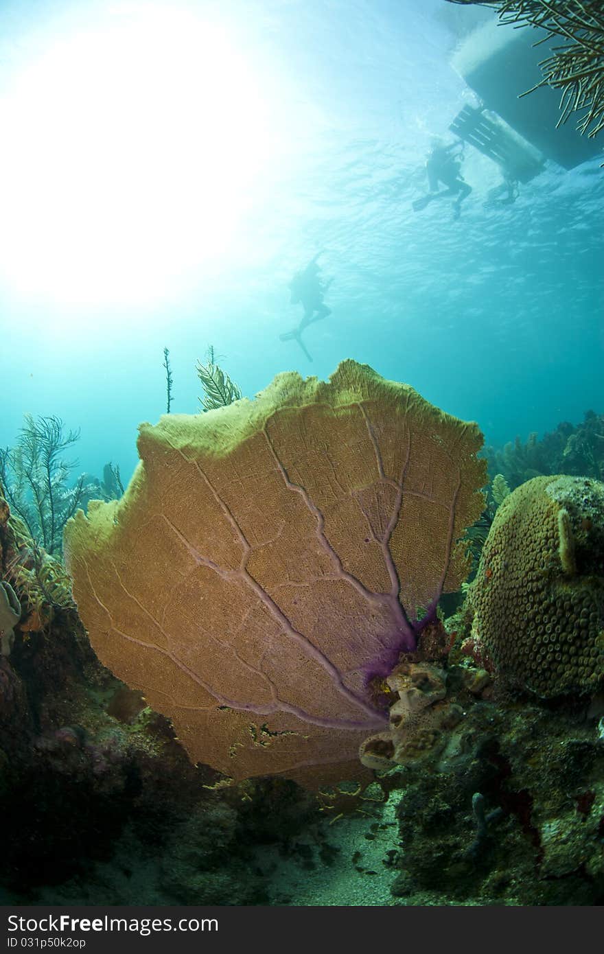 Off the coast of Roatan Honduras underwater coral reefs are bathed in sun. Off the coast of Roatan Honduras underwater coral reefs are bathed in sun