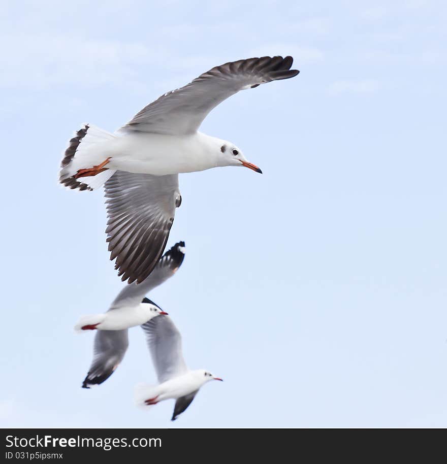 Seagull flying on the blue sky