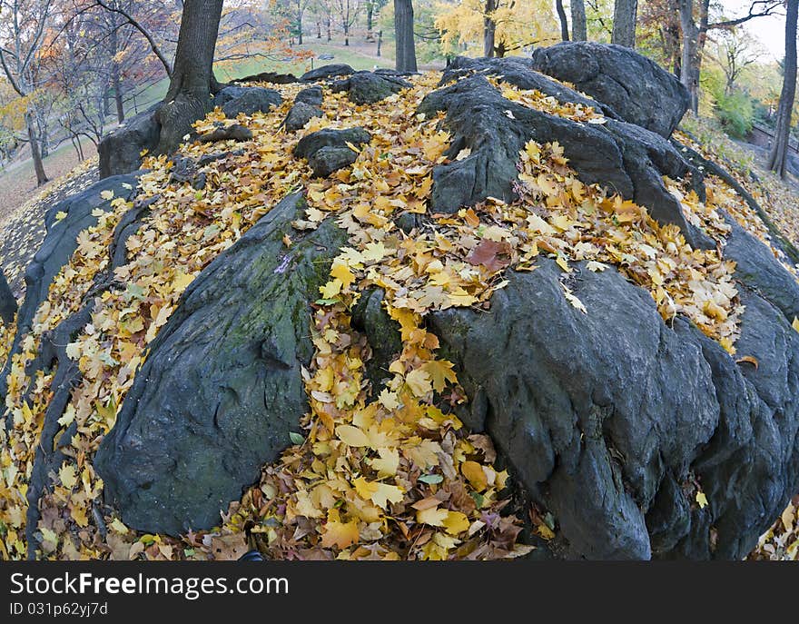 Autumn in Central Park and after a rain leaves are wet on the ground. Autumn in Central Park and after a rain leaves are wet on the ground