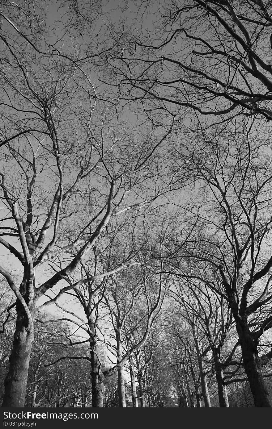 Bare branches of trees in park, London. Bare branches of trees in park, London