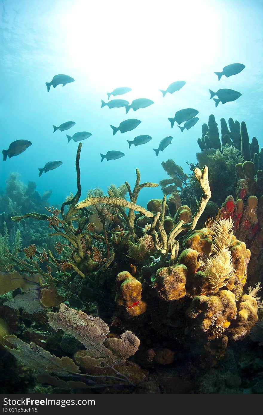 Off the coast of Roatan Honduras underwater coral reefs are bathed in sun. Off the coast of Roatan Honduras underwater coral reefs are bathed in sun