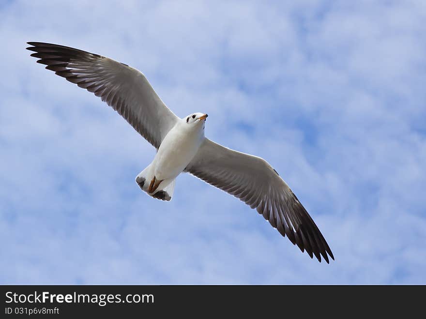 Seagull flying on the blue sky and cloud