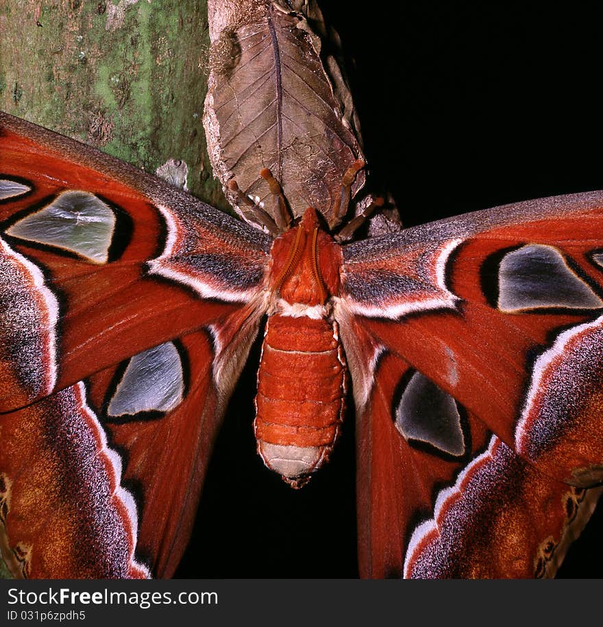 Atlas moth