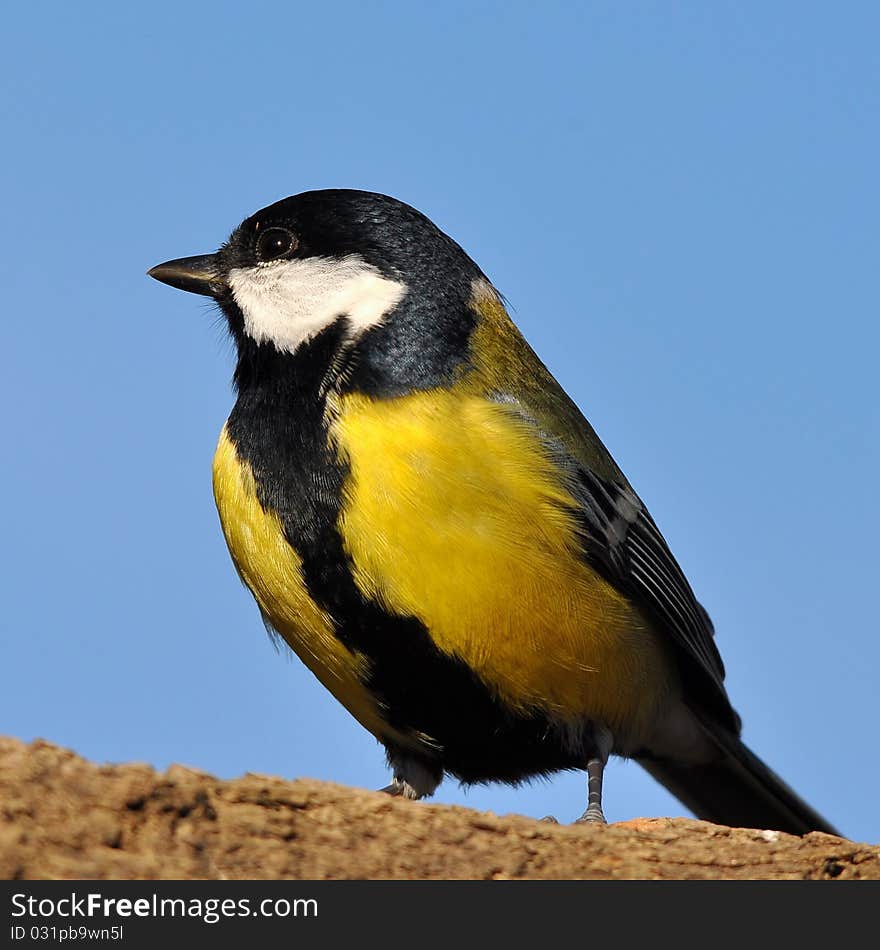 Great Tit