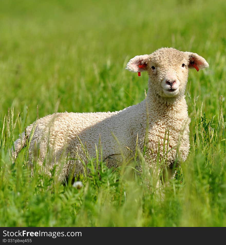 Lamb In Grass