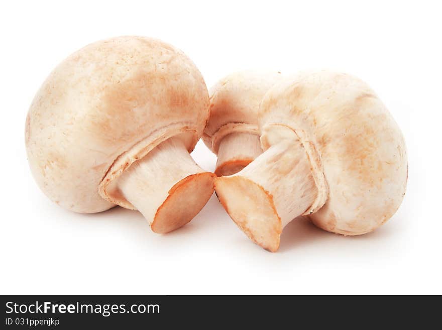 Champignon on white background, fungus