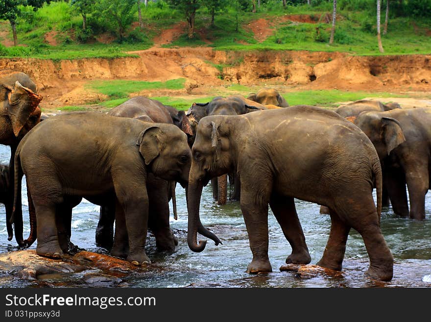 Elephant washing procedure