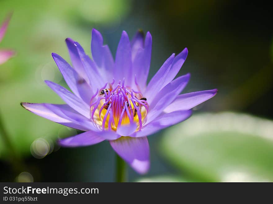 Purple Flower Feeding Bees