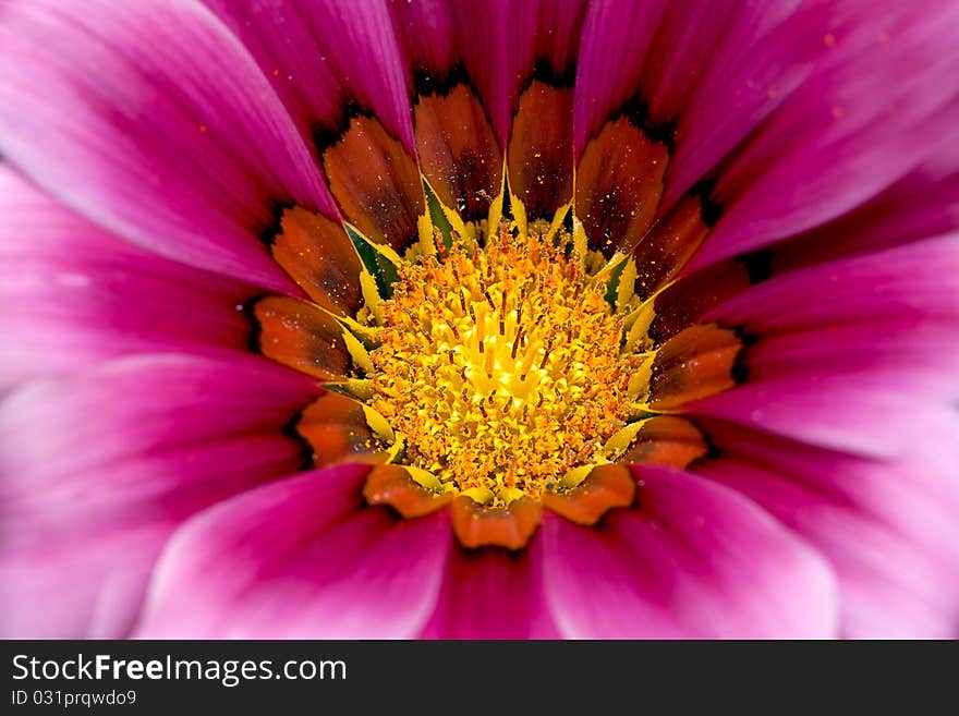 Colsed Up Chrysanthemum