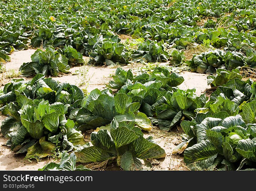 Cabbage field