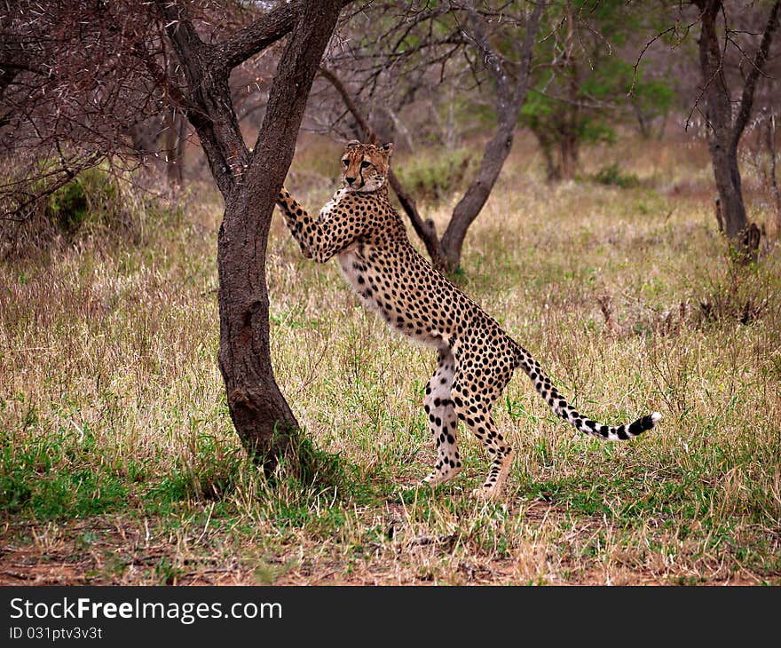 Cheetah clawing a tree in South Africa, Kruger National Park. Cheetah clawing a tree in South Africa, Kruger National Park