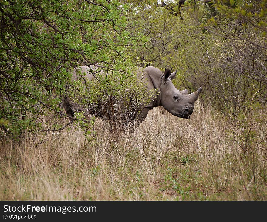 Rhino hiding in the bush