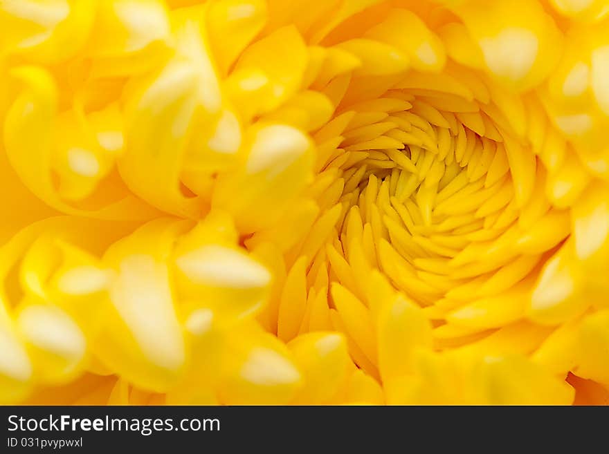 Detail of beautiful chrysanthemum for background or others purpose use