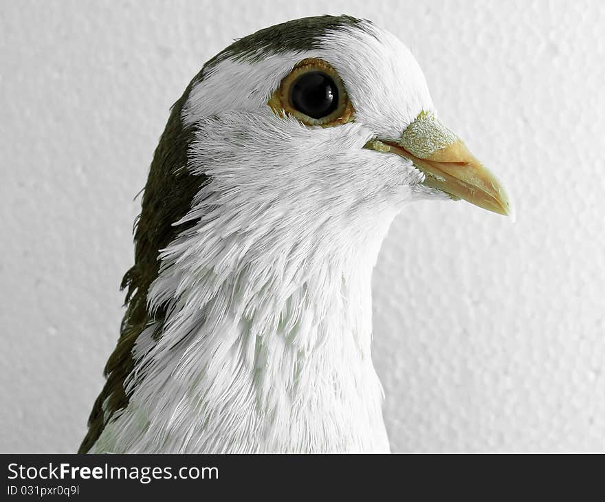 A brown and white pigeon posing for camera.