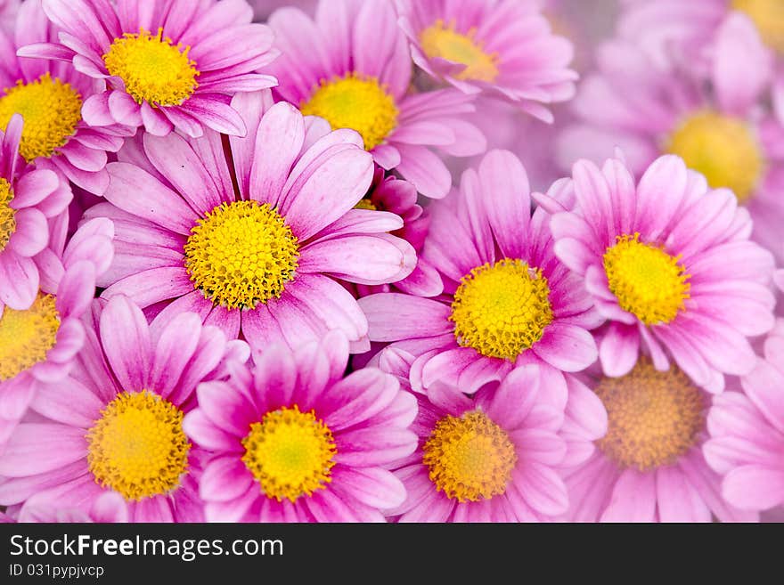 Detail of beautiful chrysanthemum for background or others purpose use