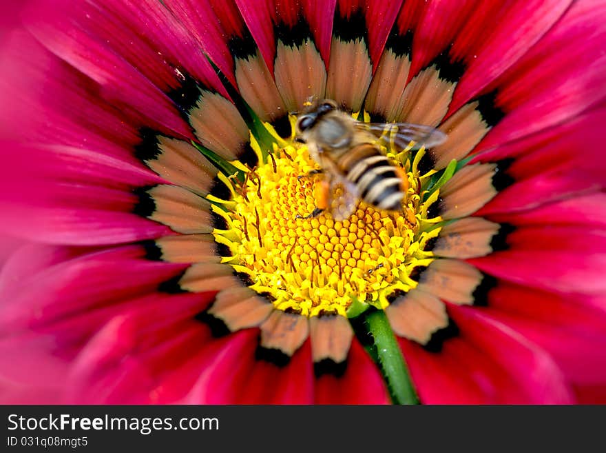 Detail of beautiful chrysanthemum for background or others purpose use. Detail of beautiful chrysanthemum for background or others purpose use