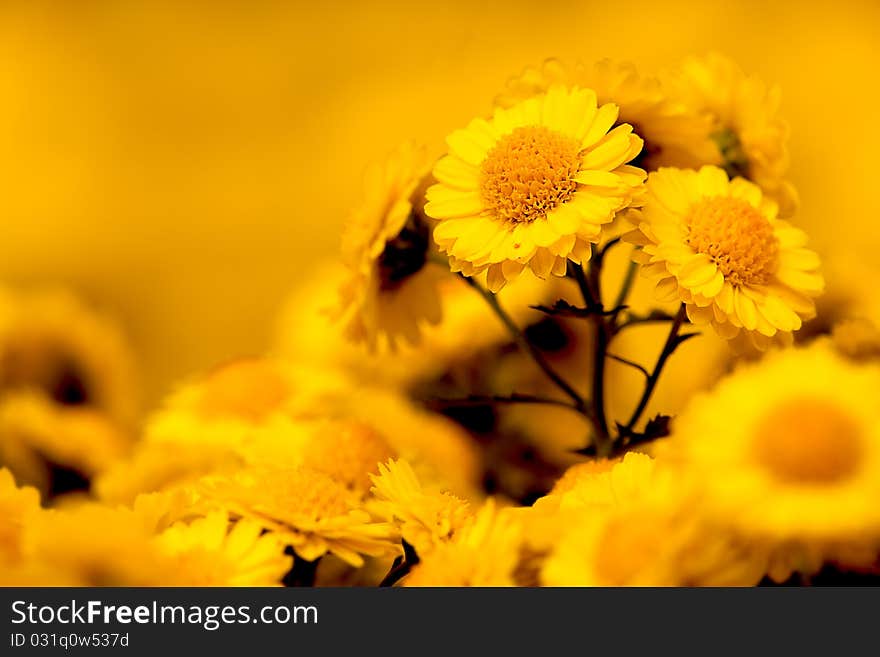 Colsed Up Chrysanthemum