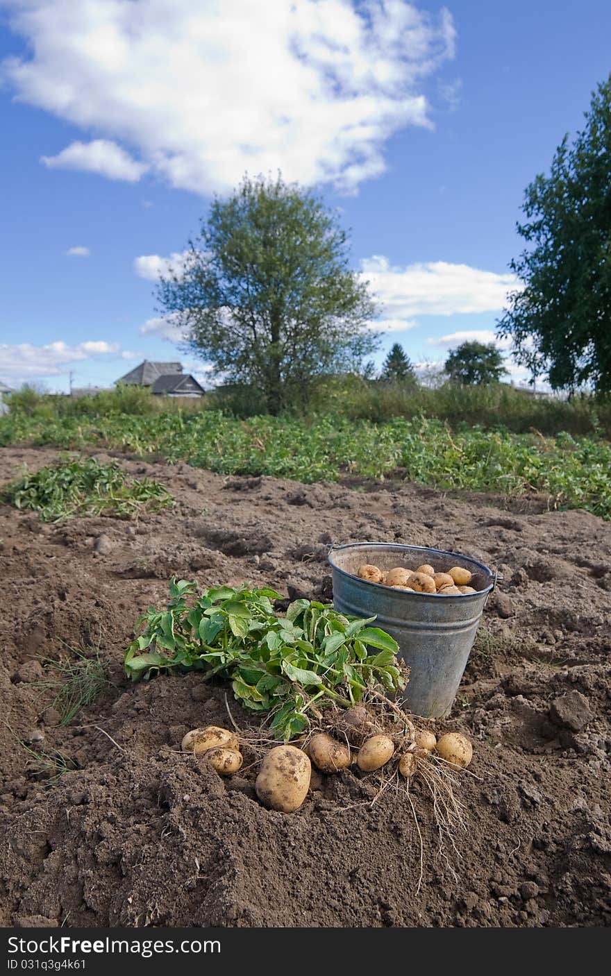 Freshly harvested organic potatoes with greenery. Freshly harvested organic potatoes with greenery