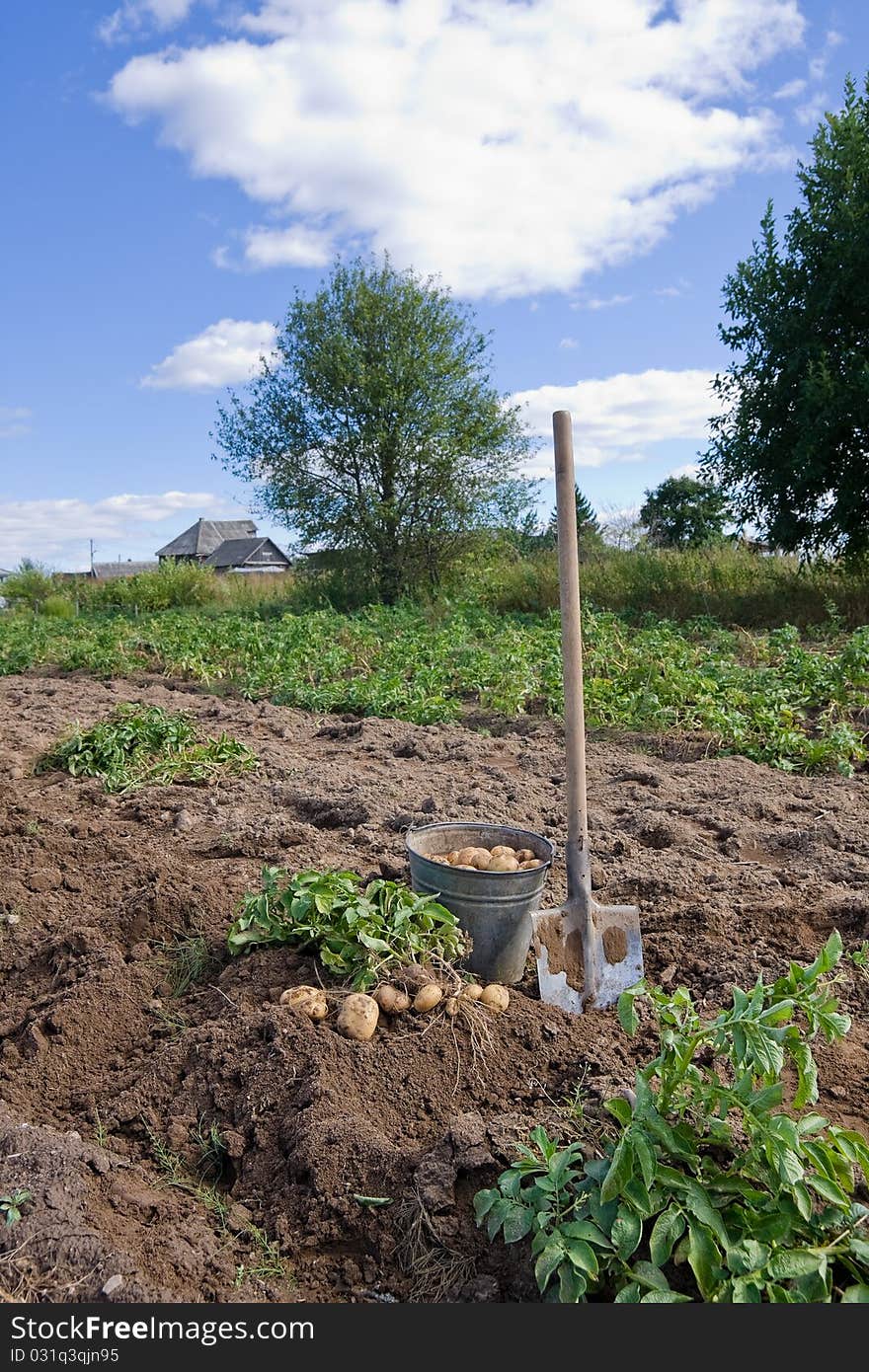 Freshly harvested organic potatoes with greenery. Freshly harvested organic potatoes with greenery