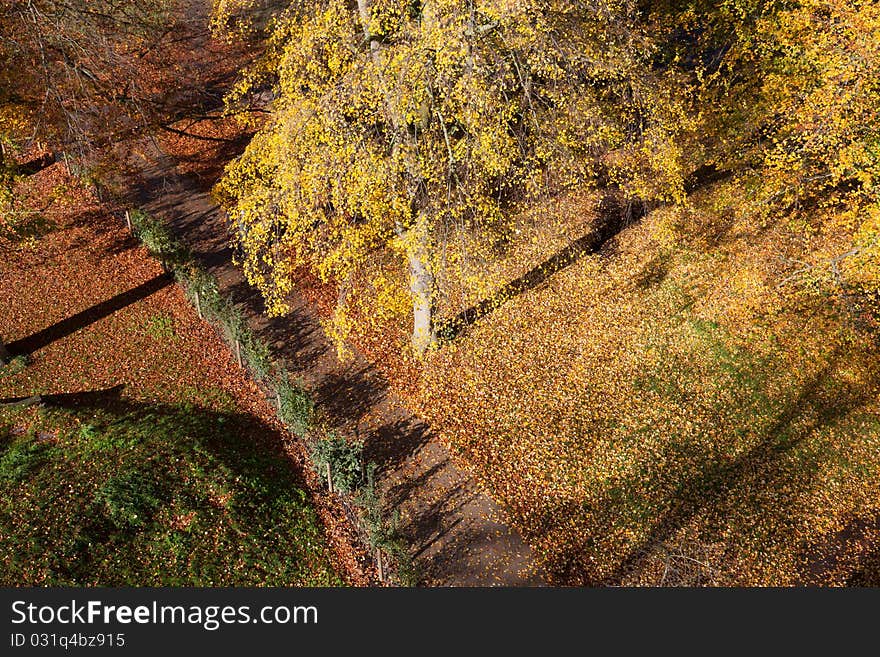 Autumn Leaves