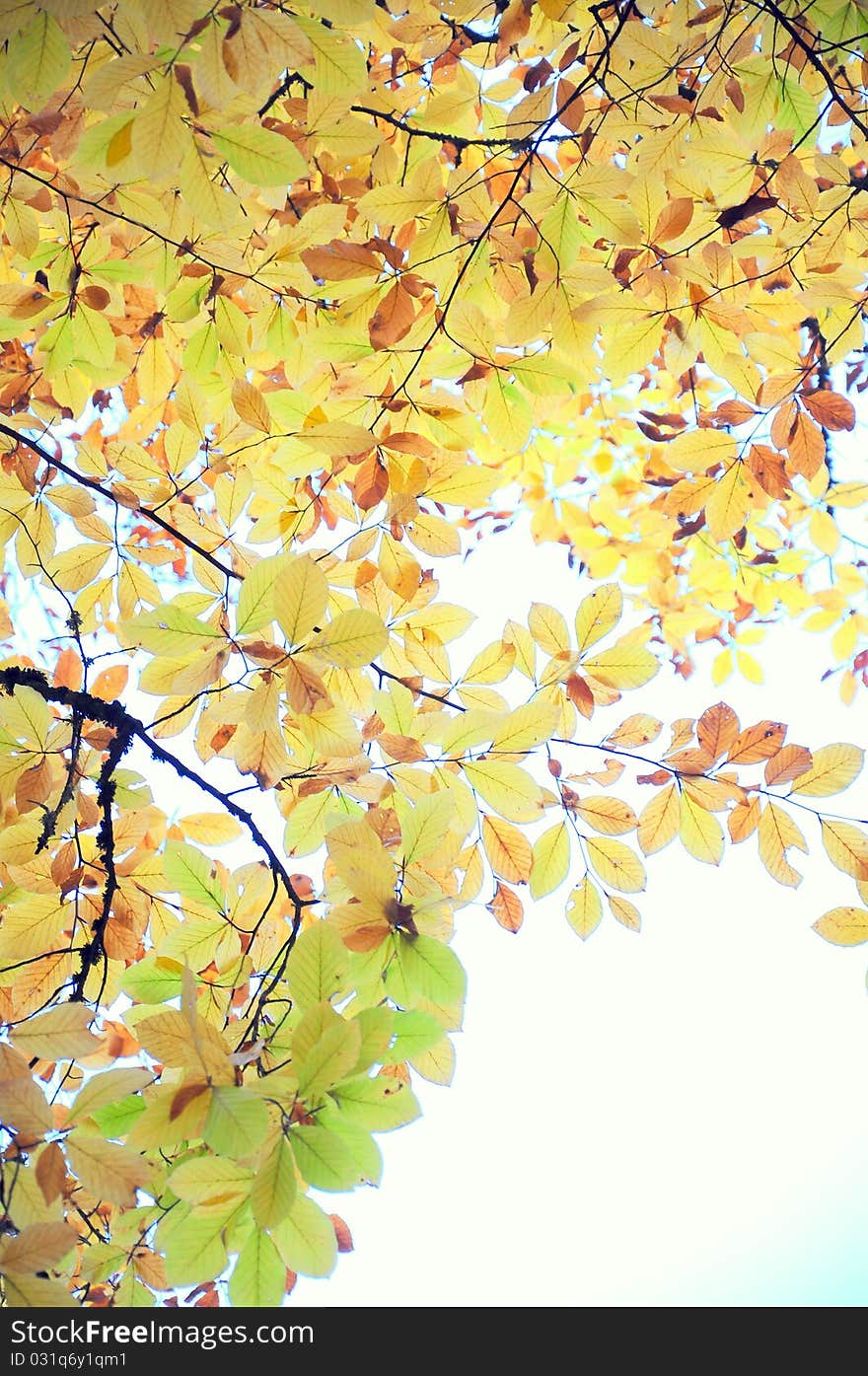 Yellow leafs of a tree in autumn