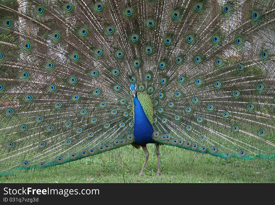 A  peacock  is strut  about  with  tail-feathers  spread