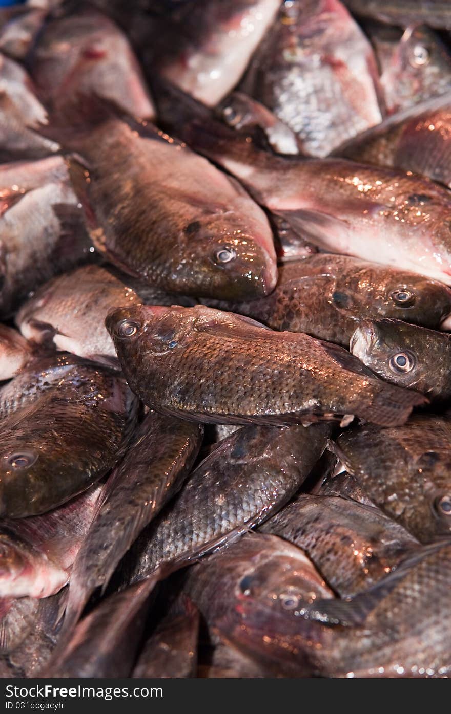 Fresh fish in market  .