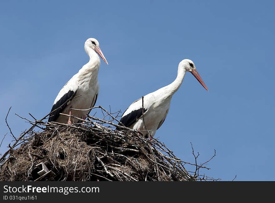 Storks in their nest