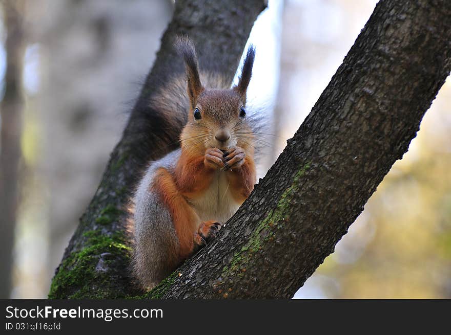 Red squirrel.