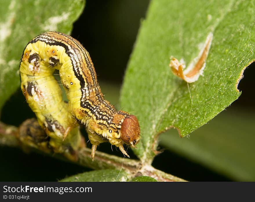 Erannis defoliaria the larva of a dangerous pest of trees