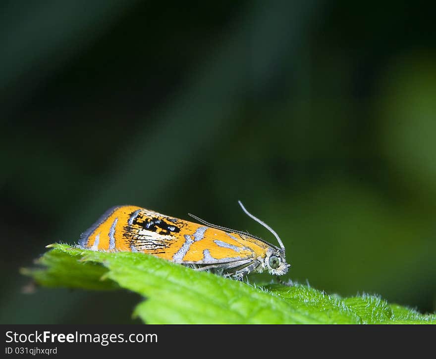 Olethreutes arcuella small colorful moth