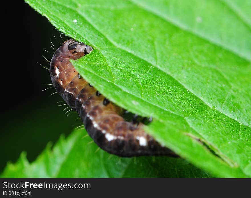 Eupsilia transversa leaf eating caterpillar