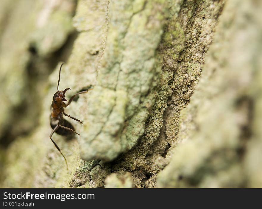 Formica rufa brave little soldier ants at the police station