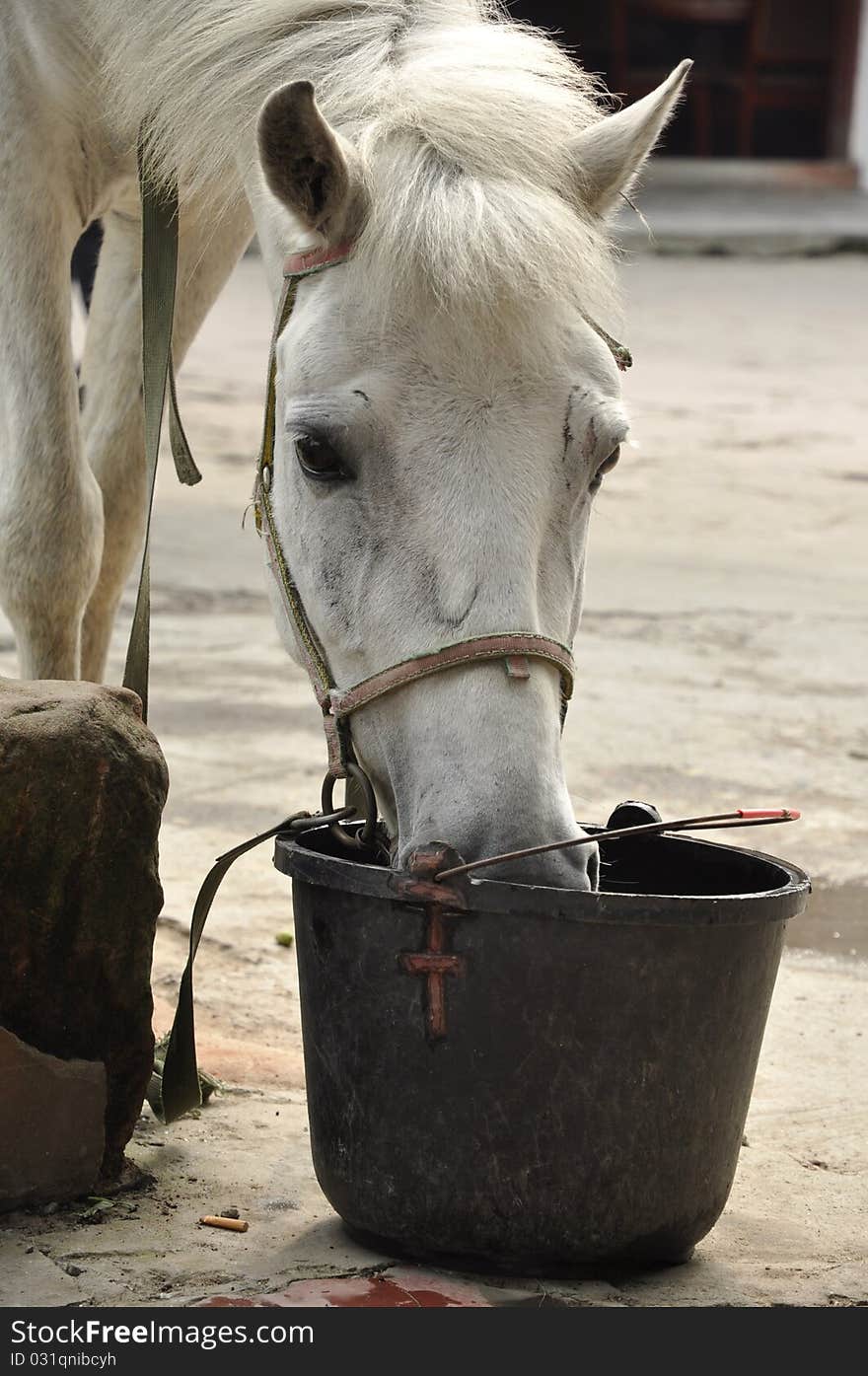 Thirsty Horse