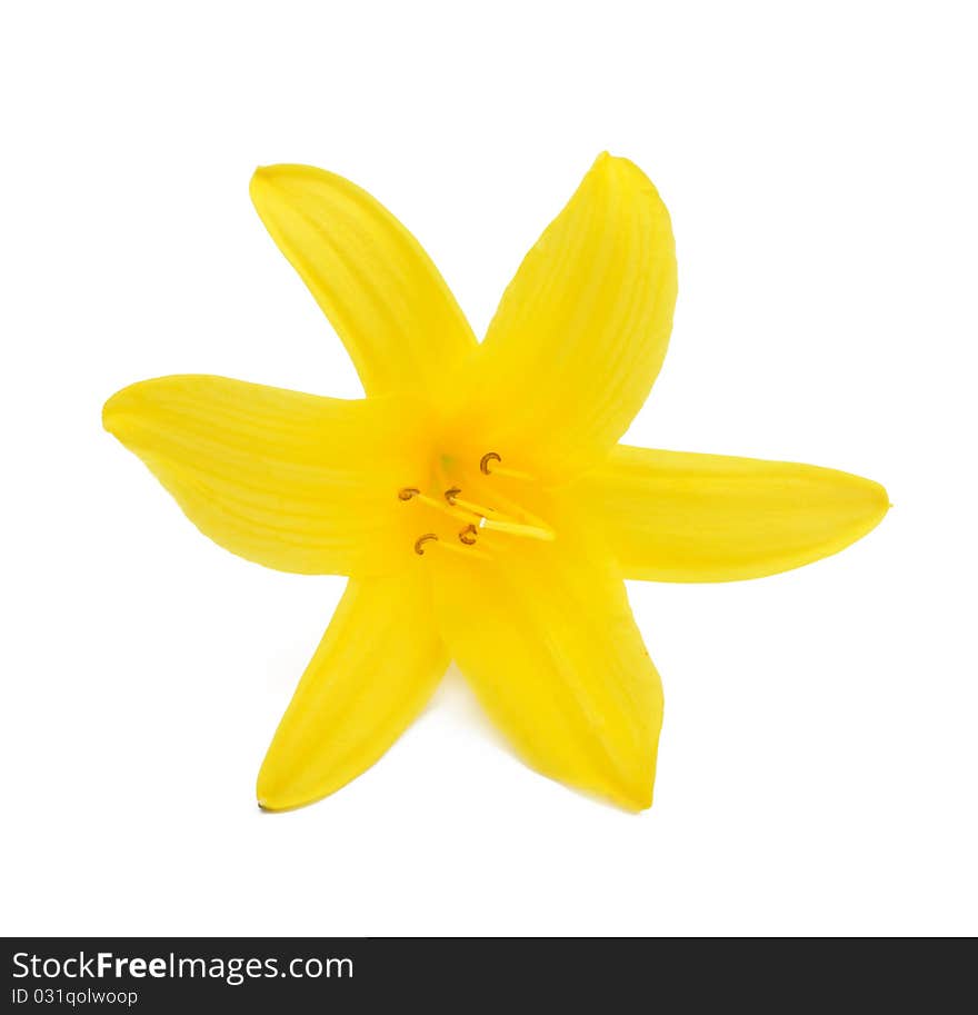 Picture of yellow lily on a white background