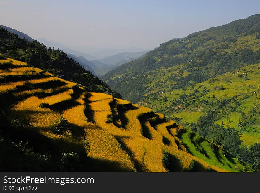 View of the lush green rice paddy field in Pothana ,Nepal.