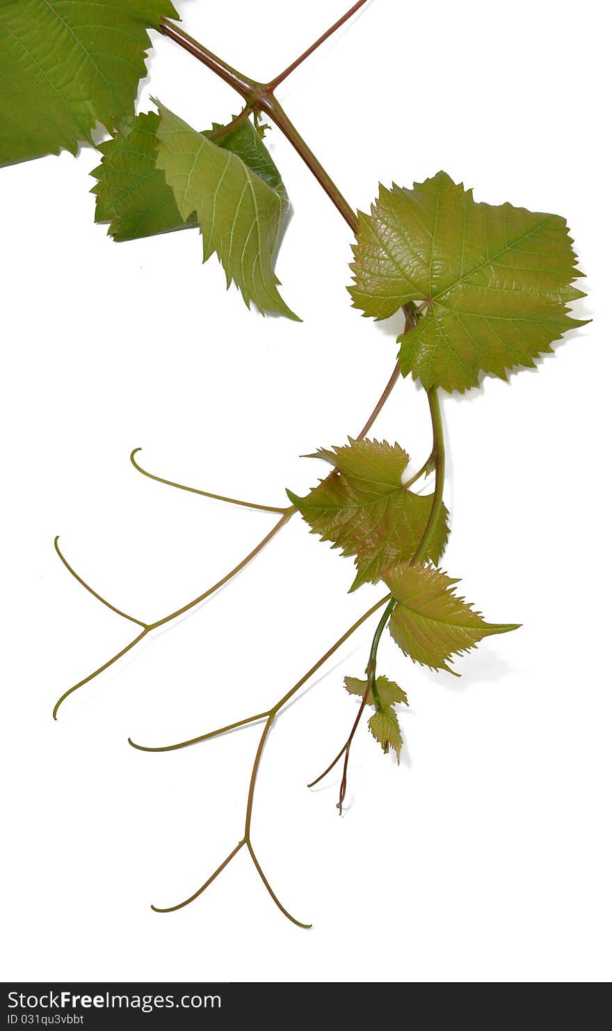 Vine branch