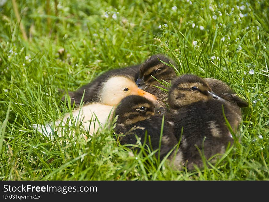 Family Duck