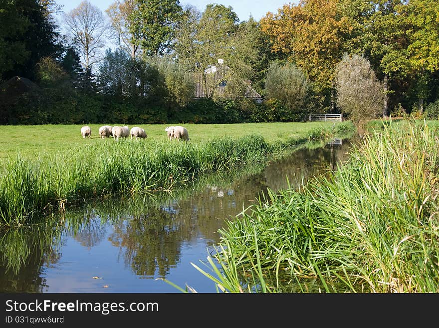 Sheeps grazing in the meadow. Sheeps grazing in the meadow