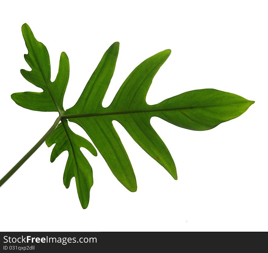 Leaf texture in isolated background. Leaf texture in isolated background