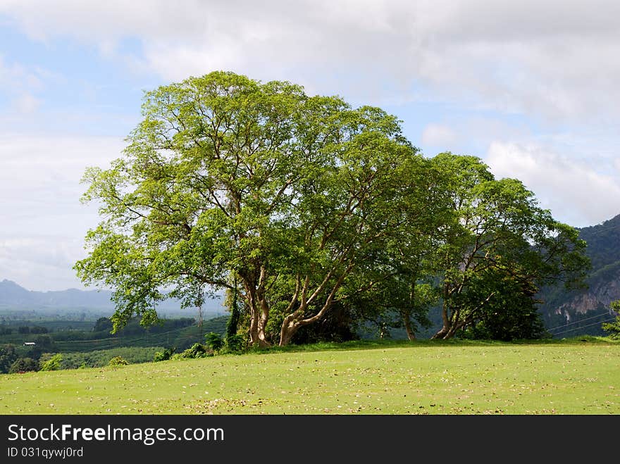 Big tree in a green field. Big tree in a green field