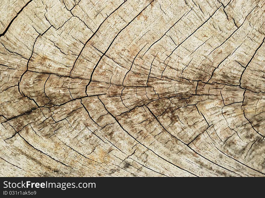 Texture of cross-cut wood. Texture of cross-cut wood