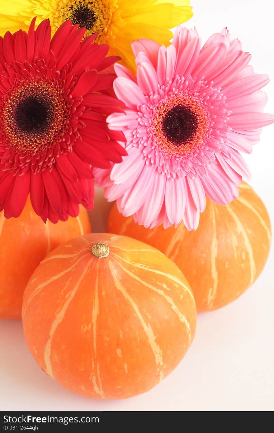 Three Pumpkins And Three Colorful Daisies