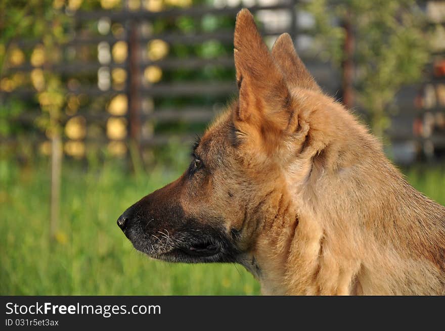 German Shepherd Profile