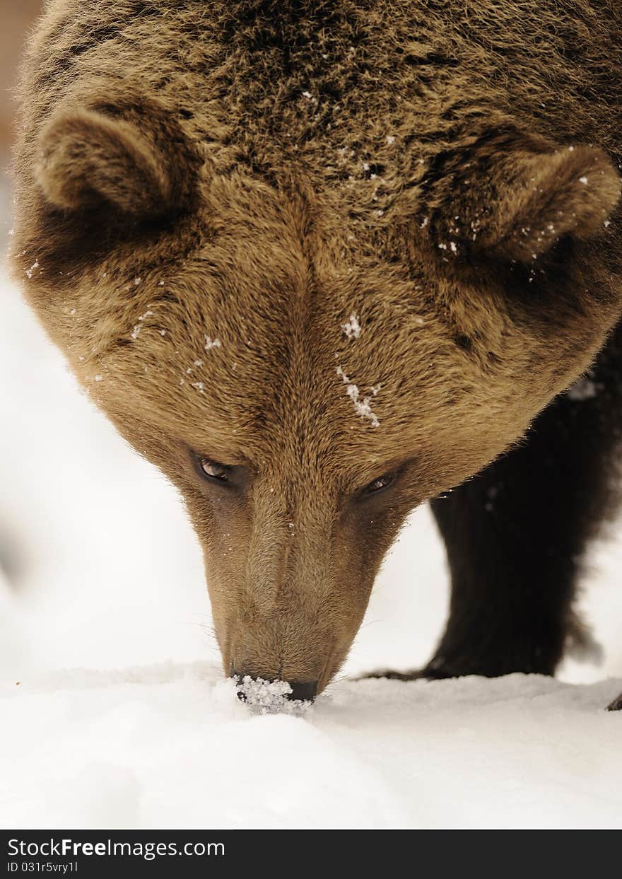 Brown Bear ( Ursus arctos )