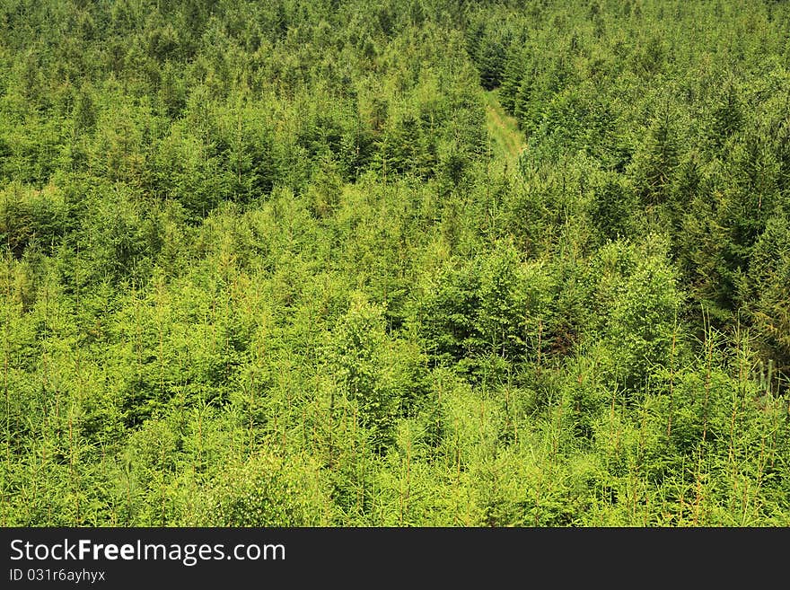 Young spruce forest with a green way and some birch trees. Young spruce forest with a green way and some birch trees