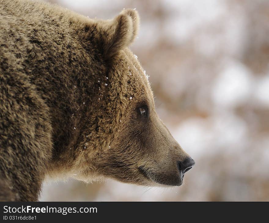 Brown Bear ( Ursus arctos )